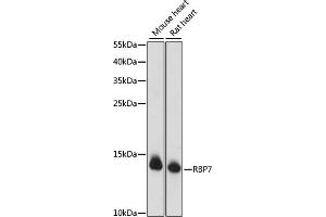 Western blot analysis of extracts of various cell lines, using RBP7 antibody (ABIN7269952) at 1000 dilution. (RBP7 Antikörper  (AA 1-134))