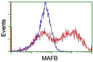 Image no. 2 for anti-Transcription Factor MafB (MAFB) (AA 32-320) antibody (ABIN1491411)