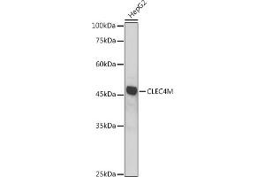 Western blot analysis of extracts of HepG2 cells, using CLEC4M antibody (ABIN7265983) at 1:1000 dilution. (C-Type Lectin Domain Family 4, Member M (CLEC4M) (AA 280-399) Antikörper)