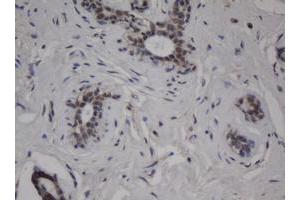 Image no. 2 for anti-Jun Proto-Oncogene (JUN) antibody (ABIN1498940) (C-JUN Antikörper)