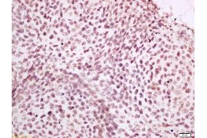 Formalin-fixed and paraffin embedded mouse embryo labeled with Anti-CPSF4L Polyclonal Antibody, Unconjugated  at 1:400 followed by conjugation to the secondary antibody and DAB staining. (CPSF4L Antikörper  (AA 21-120))