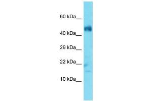 Host: Rabbit  Target Name: Ubl3  Sample Tissue: Mouse Muscle lysates  Antibody Dilution: 1. (UBL3 Antikörper  (N-Term))