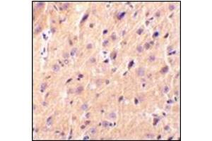 Immunohistochemical staining of rat brain tissue using AP30691PU-N at 2 μg/ml. (CBLN1 Antikörper  (Center))