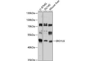 Western blot analysis of extracts of various cell lines, using ERO1LB antibody (ABIN6132192, ABIN6140294, ABIN6140295 and ABIN6220326) at 1:1000 dilution. (ERO1LB Antikörper  (AA 34-230))