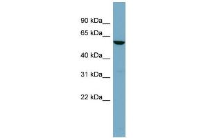 WB Suggested Anti-FUCA1 Antibody Titration: 0. (FUCA1 Antikörper  (Middle Region))