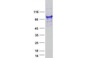Western Blotting (WB) image for FYVE, RhoGEF and PH Domain Containing 2 (FGD2) protein (Myc-DYKDDDDK Tag) (ABIN2721028)