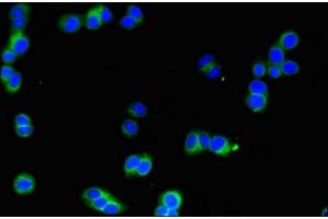 Immunofluorescent analysis of HepG2 cells using ABIN7169181 at dilution of 1:100 and Alexa Fluor 488-congugated AffiniPure Goat Anti-Rabbit IgG(H+L) (SIK1 Antikörper  (AA 492-750))