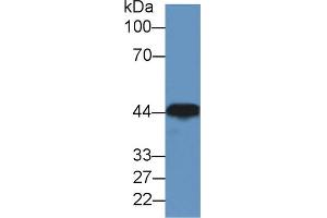Western blot analysis of Dog Brain lysate, using Rabbit Anti-Human CKM Antibody (2 µg/ml) and HRP-conjugated Goat Anti-Rabbit antibody (abx400043, 0. (CKM Antikörper  (AA 11-367))