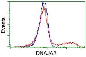 HEK293T cells transfected with either RC202204 overexpress plasmid (Red) or empty vector control plasmid (Blue) were immunostained by anti-DNAJA2 antibody (ABIN2452954), and then analyzed by flow cytometry. (DNAJA2 Antikörper)