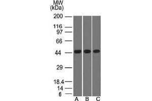 Western blot testing of A) K562, B) HEK293 and C) A549 lysate using Napsin A antibody. (NAPSA Antikörper)