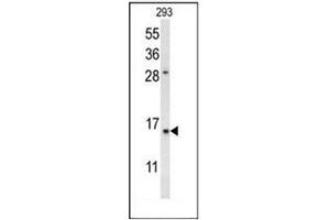 Western blot analysis of REG3A Antibody (N-term) in 293 cell line lysates (35ug/lane).