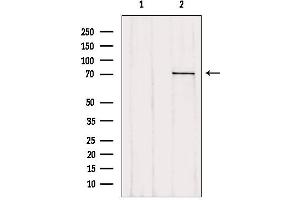 Western blot analysis of extracts from 293, using LGALS3BP antibody.