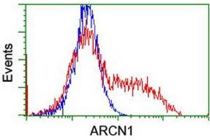 HEK293T cells transfected with either RC210778 overexpress plasmid (Red) or empty vector control plasmid (Blue) were immunostained by anti-ARCN1 antibody (ABIN2455571), and then analyzed by flow cytometry. (ARCN1 Antikörper)