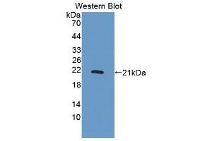 Western blot analysis of the recombinant protein. (PDGF-BB Homodimer (AA 82-190) Antikörper)