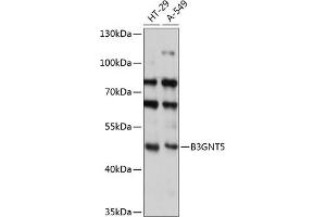 Western blot analysis of extracts of various cell lines, using B3GNT5 antibody (ABIN7271205) at 1:3000 dilution.