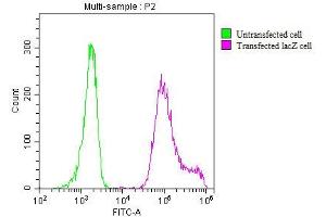 Overlay histogram showing 293T transfected cells (red line) or untransfected cells (green line) stained with ABIN7141389 at 1:200. (LacZ Antikörper)