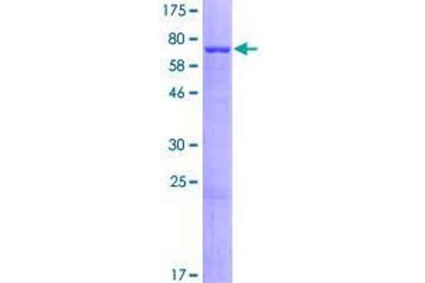 RASGEF1A Protein (AA 1-428) (GST tag)