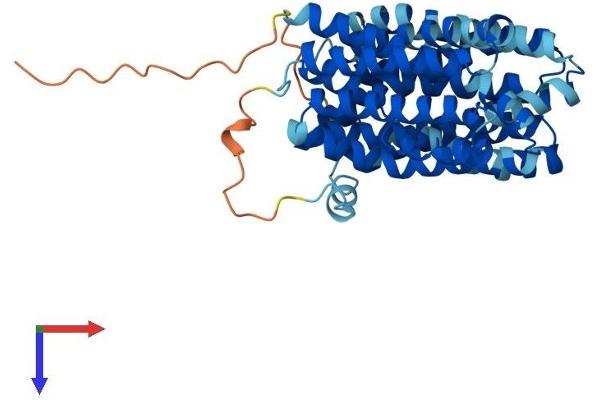ORCTL-2/SLC22A18 Protein (AA 1-424) (His tag)