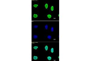 Histone H3 antibody (mAb) tested by immunofluorescence. (Histone 3 Antikörper  (N-Term))