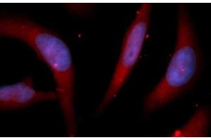 Immunofluorescence (IF) image for anti-Peptidylprolyl Isomerase D (PPID) (AA 1-370) antibody (APC) (ABIN5566836) (PPID Antikörper  (AA 1-370) (APC))