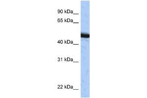 Western Blotting (WB) image for anti-Speckle-Type POZ Protein (SPOP-B) antibody (ABIN2459398) (SPOP-B Antikörper)
