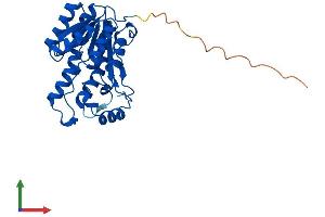 Protein Structure (PS) image for Dehydrogenase/reductase (SDR Family) Member 4 (DHRS4) (AA 1-279) protein (His tag) (ABIN7560357)