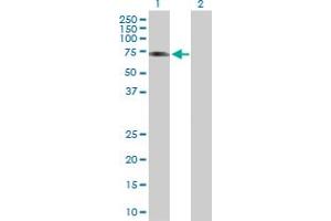 Western Blot analysis of ICA1L expression in transfected 293T cell line by ICA1L MaxPab polyclonal antibody. (ICA1L Antikörper  (AA 1-482))