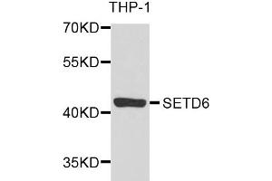 Western blot analysis of extracts of THP-1 cells, using SETD6 antibody. (SETD6 Antikörper)