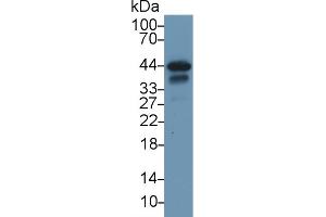 Western Blot; Sample: Rat Heart lysate; Primary Ab: 1µg/ml Rabbit Anti-Rat TNNT2 Antibody Second Ab: 0. (Cardiac Troponin T2 Antikörper  (AA 1-289))