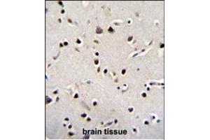 LRRC46 Antibody (N-term) (ABIN655306 and ABIN2844888) immunohistochemistry analysis in formalin fixed and paraffin embedded human brain tissue followed by peroxidase conjugation of the secondary antibody and DAB staining. (LRRC46 Antikörper  (N-Term))