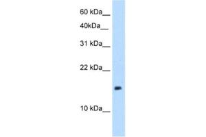 Western Blotting (WB) image for anti-P Antigen Family, Member 1 (Prostate Associated) (PAGE1) antibody (ABIN2462936) (PAGE1 Antikörper)
