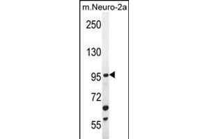 C4orf21 Antibody (N-term) (ABIN655214 and ABIN2850480) western blot analysis in mouse Neuro-2a cell line lysates (35 μg/lane). (ZGRF1 Antikörper  (N-Term))