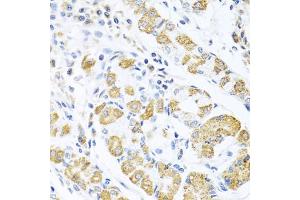 Immunohistochemistry of paraffin-embedded human stomach using EDIL3 antibody (ABIN6130999, ABIN6139930, ABIN6139932 and ABIN6217370) at dilution of 1:100 (40x lens). (EDIL3 Antikörper  (AA 250-480))