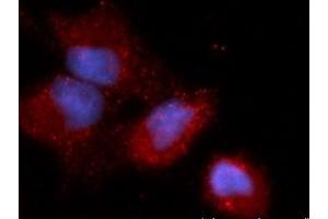 Immunofluorescence (IF) image for anti-Calcium and Integrin-Binding Protein 1 (CIB1) (AA 1-191) antibody (APC) (ABIN5564730) (CIB1 Antikörper  (AA 1-191) (APC))