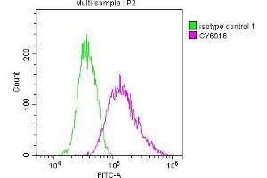 Overlay histogram showing Jurkat cells stained with ABIN7127580 (red line) at 1:50. (Rekombinanter IRAK4 Antikörper)