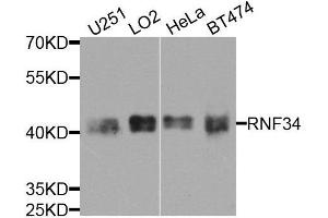 Western blot analysis of extracts of various cell lines, using RNF34 antibody. (RNF34 Antikörper  (AA 1-220))