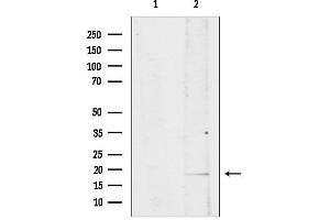 anti-ISG15 Ubiquitin-Like Modifier (ISG15) (C-Term) antibody