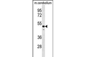 STBP Antibody (C-term) (ABIN656627 and ABIN2845873) western blot analysis in mouse cerebellum tissue lysates (35 μg/lane).