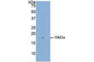 Detection of Recombinant REG3g, Mouse using Polyclonal Antibody to Regenerating Islet Derived Protein 3 Gamma (REG3g)