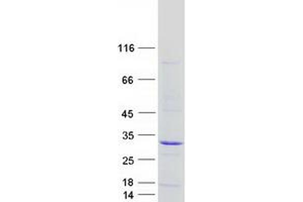 FAAP24 Protein (Myc-DYKDDDDK Tag)
