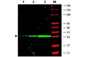 Western Blot of monoclonal anti-GFP antibody. (GFP Antikörper  (GFP tag))