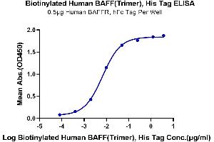 ELISA image for Tumor Necrosis Factor (Ligand) Superfamily, Member 13b (TNFSF13B) (Trimer) protein (His-Avi Tag,Biotin) (ABIN7273916)