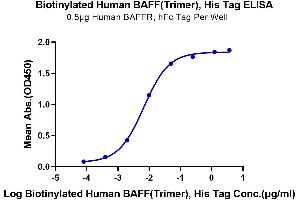 Immobilized Human BAFFR, hFc Tag at 5 μg/mL (100 μL/Well) on the plate. (BAFF Protein (Trimer) (His-Avi Tag,Biotin))