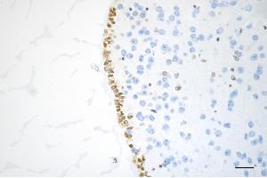 Immunohistochemistry was performed on paraffin-embedded mouse brain using PTBP1 antibody (ABIN7799882), 1:200). (Rekombinanter PTBP1 Antikörper)