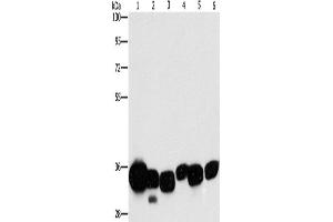 Western Blotting (WB) image for anti-Carbonyl Reductase 1 (CBR1) antibody (ABIN2429509) (CBR1 Antikörper)
