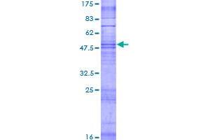 Image no. 1 for Olfactory Receptor, Family 4, Subfamily X, Member 1 (OR4X1) (AA 1-305) protein (GST tag) (ABIN1313548) (OR4X1 Protein (AA 1-305) (GST tag))