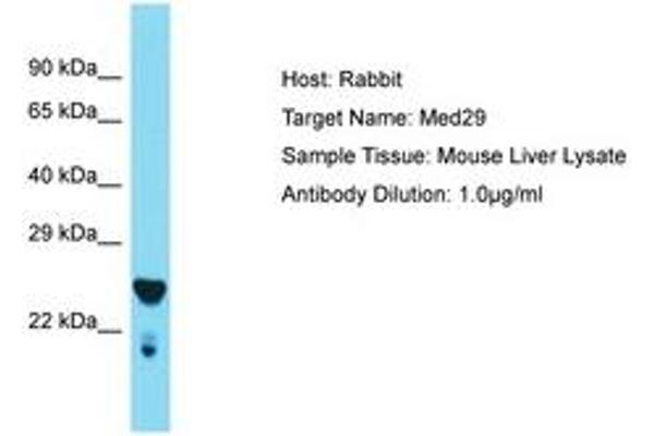 MED29 antibody  (AA 98-147)