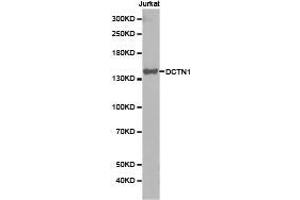 Western Blotting (WB) image for anti-Dynactin 1 (DCTN1) antibody (ABIN1872213)