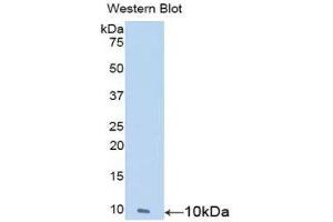 Western Blotting (WB) image for anti-Nesfatin-1 (NES1) (AA 25-106) antibody (ABIN1859986) (NUCB2 Antikörper  (AA 25-106))