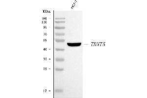 Western blot analysis of TRMT5 using anti-TRMT5 antibody (ABIN7601151).